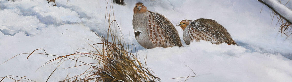 Welkom bij wildlife artist Pieter Verstappen