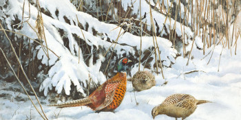 Fazanten in de winter