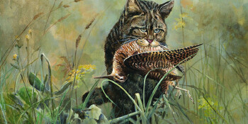 Wilde kat