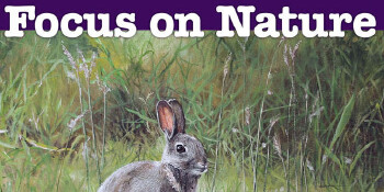 Focus on Nature 2017