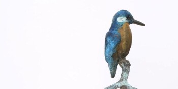 Ijsvogel - B